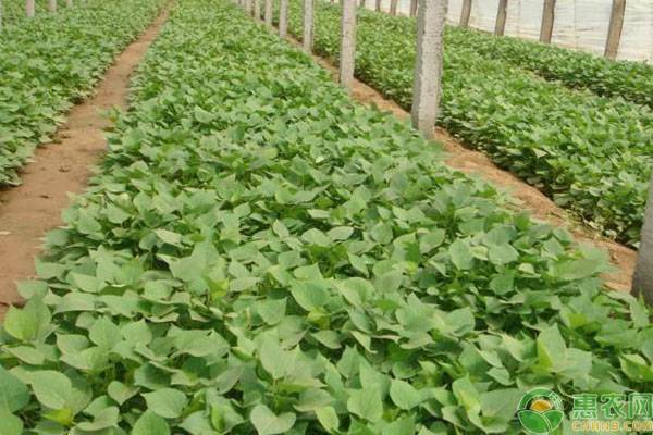 红薯苗现在多少钱一棵,红薯种植技术红薯苗哪里买