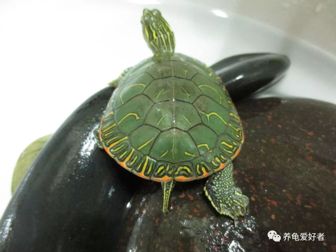 锦龟和巴西龟能杂交吗,锦龟白色环境好还是黑色环境好