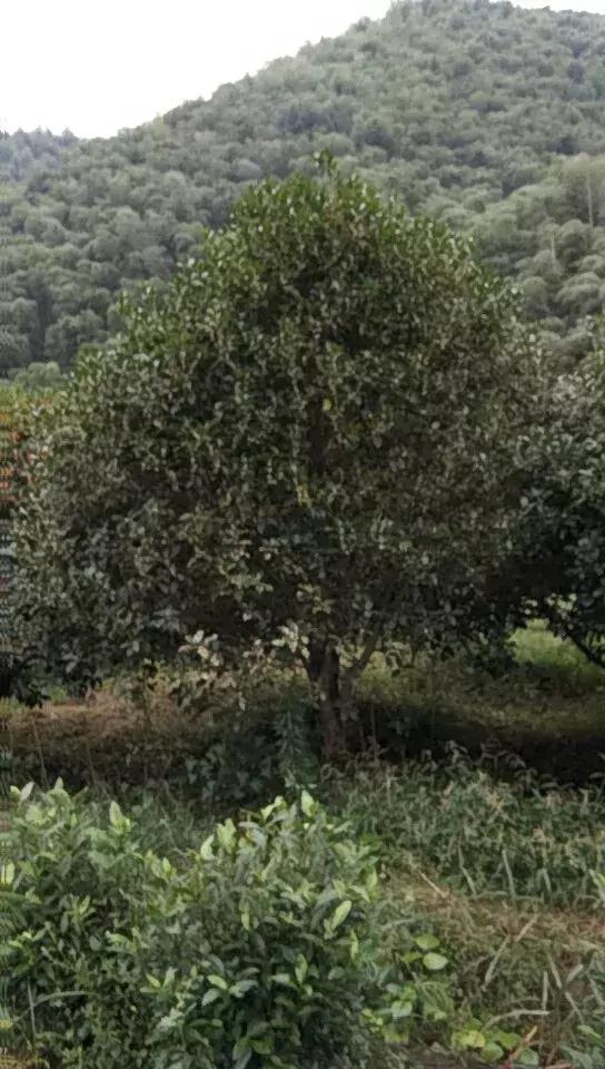 「苗木通新晋会员」湖州陈春耕：细节具体、价格适中、售后保障