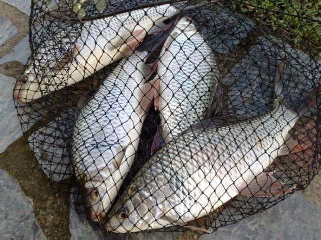 钓友钓出纹身大鲤鱼,野钓发现巨型带纹身的黄鳝