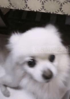 繁殖犬悲惨的下场,一只繁殖犬的悲惨生活