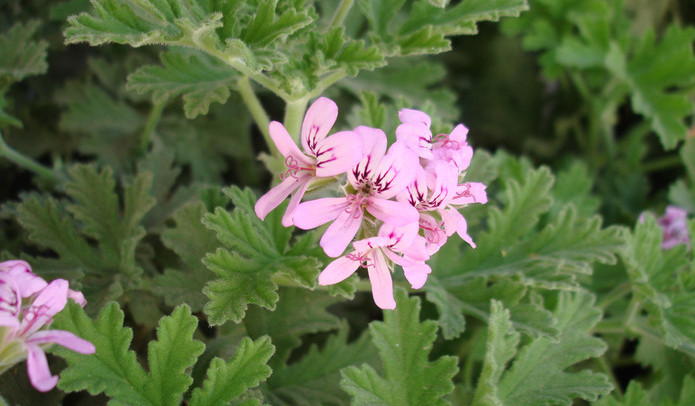 精油有什么别的用法吗,沉香精油的功效与作用及禁忌