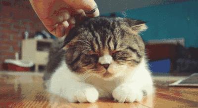 古代猫奴是什么意思,古代猫奴