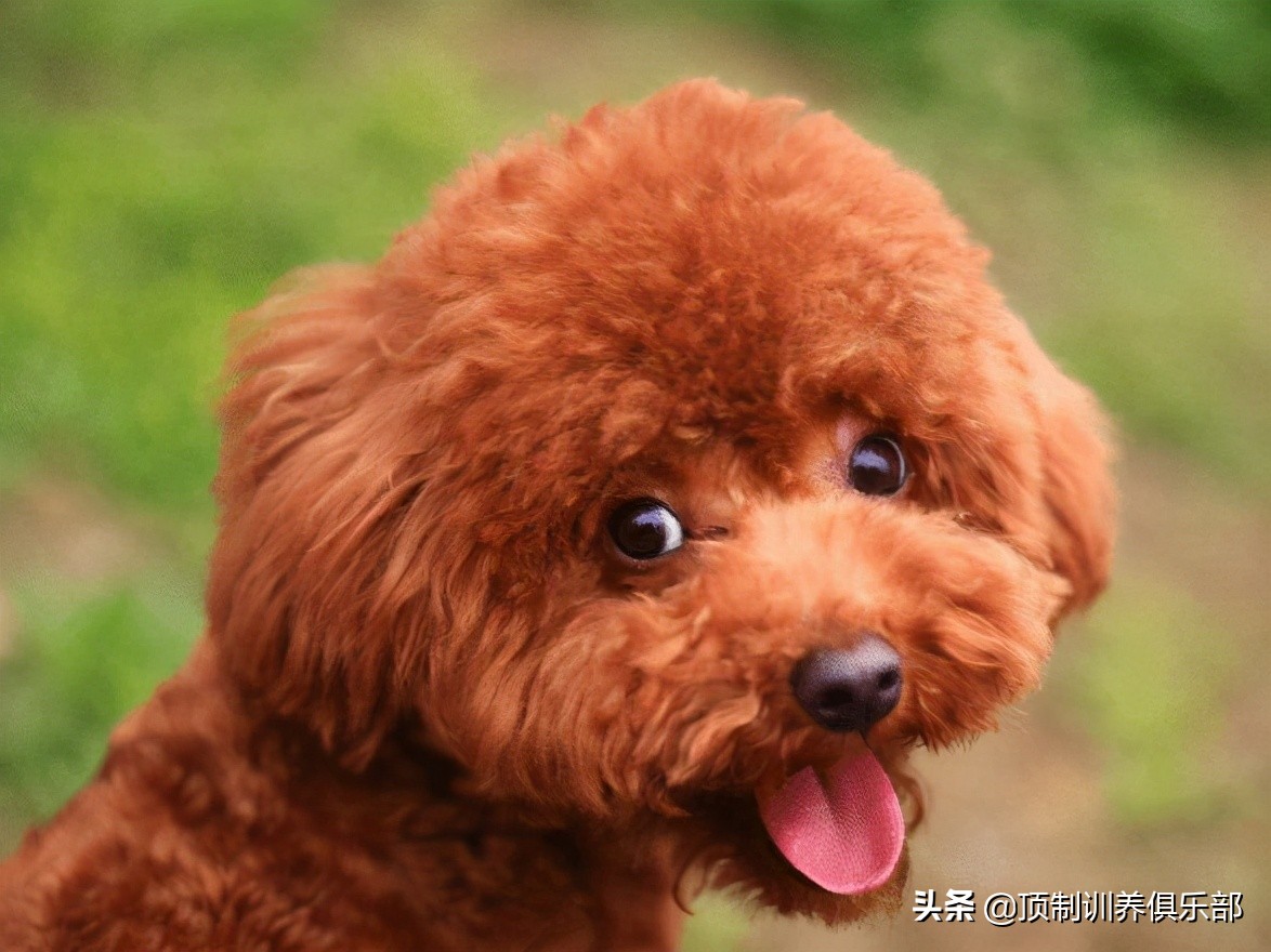 狗狗不能吃的十大食物切记,泰迪狗狗十大禁忌食物表