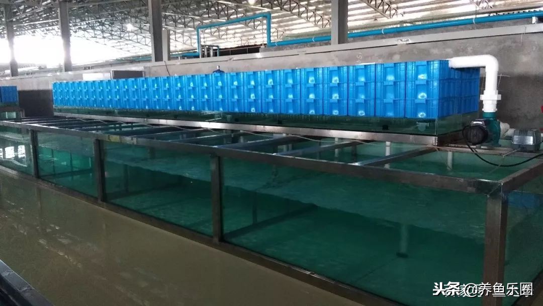 这位土豪家的渔场，光滤材就花了500多万，你确定不要见识一下？
