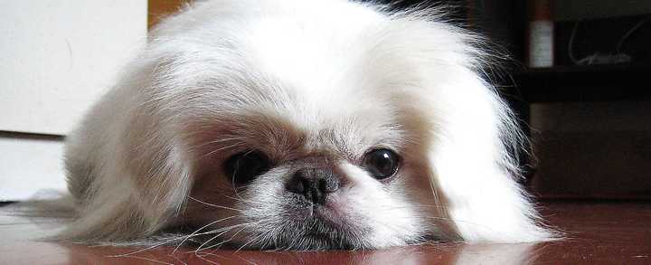 最齐全的狗狗品种介绍及图片,带你了解一下常见狗狗的品种