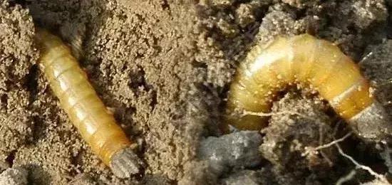 如何区分4类地下害虫的危害特点,田间害虫多该怎样消灭地下害虫