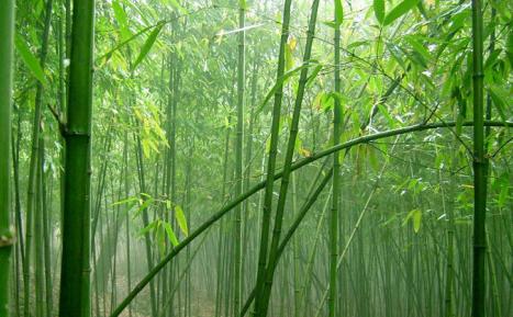 第二人生从旅居黄莲假日开始
