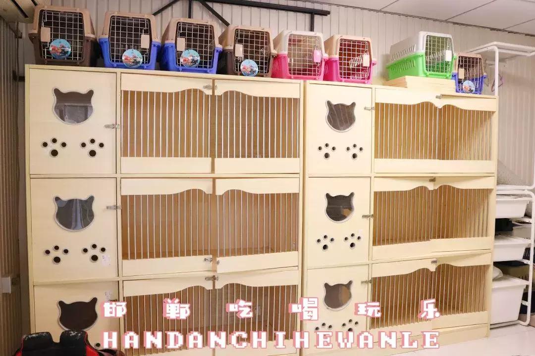 软萌暴击!邯郸这家高颜值猫咖上线,“吸猫”终于提上日程!