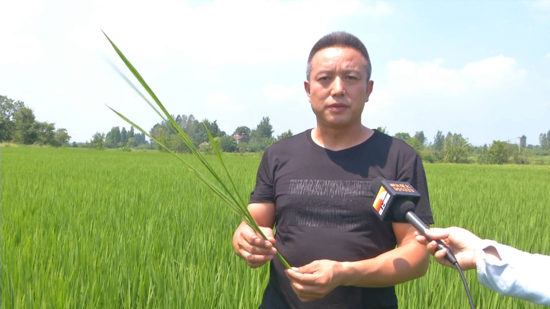 抽穗扬花期遇到高温炙烤怎么办?老农不走寻常路,“迟到”播种法收获奇效!巧避高温热害,还能增产20%