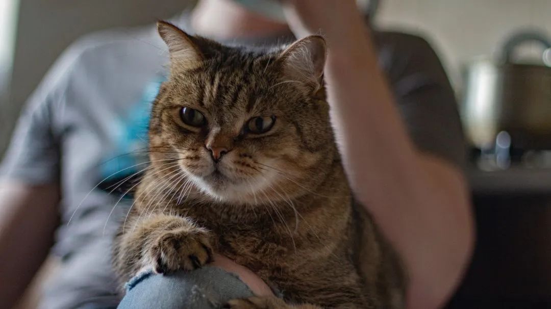 瀹犵墿鍐诲共鍏ㄥ妗舵斁鑲夌殑杩囩▼,瀹犵墿闀垮绉樼睄