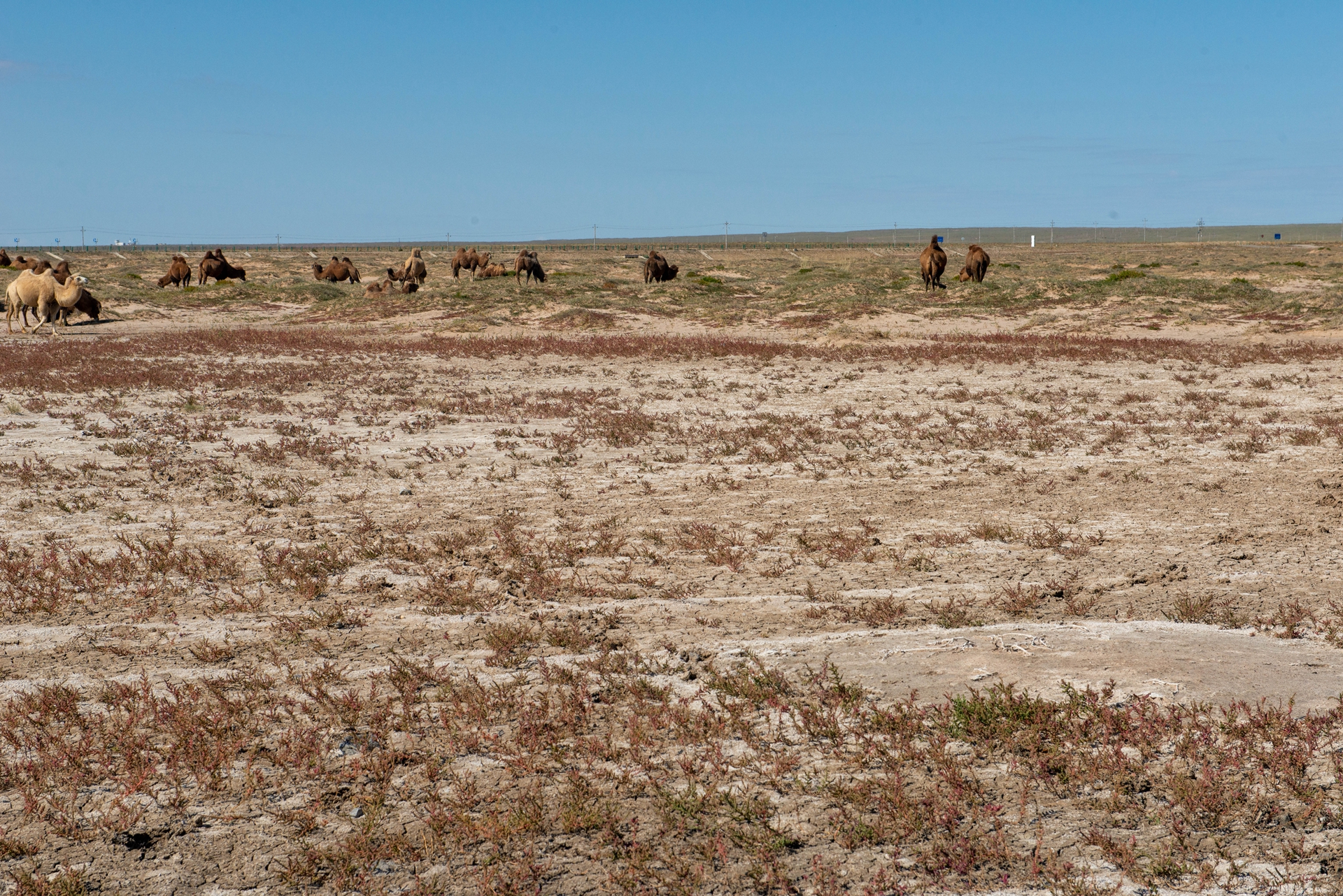 二连浩特到新疆边境游,内蒙古自驾游二连浩特