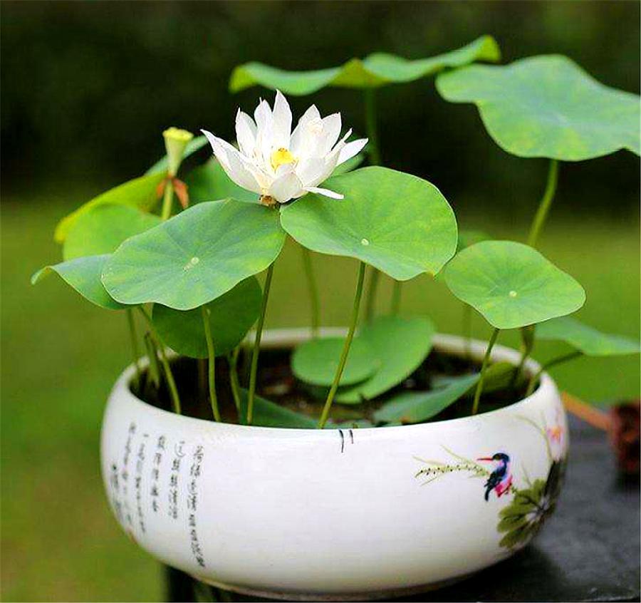 碗莲种子怎么养才能开花,碗莲种子种植全过程视频播放