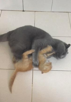 英国短蓝猫好养吗,千万别养蓝猫