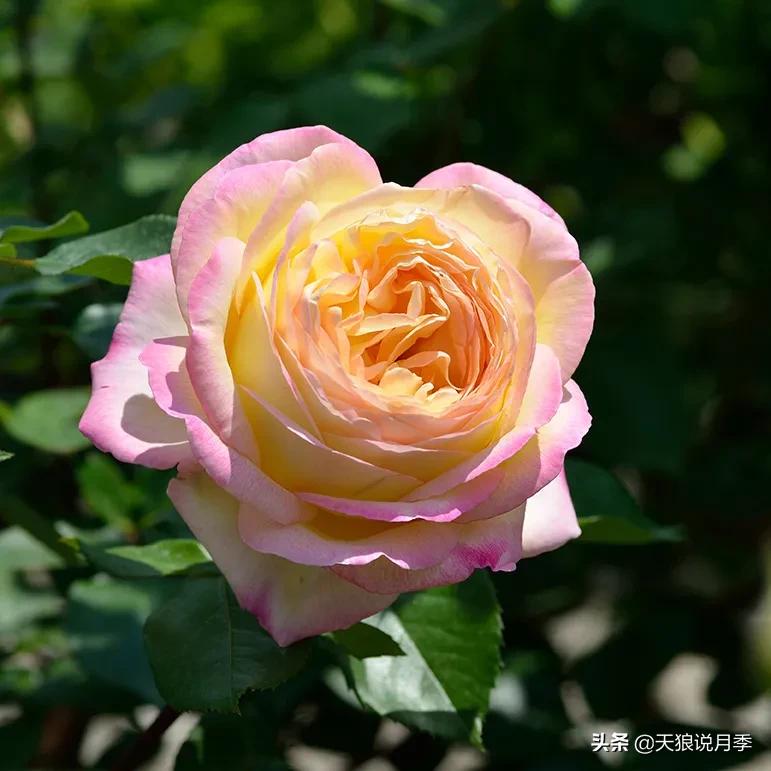 清新淡淡的月季花香水推荐,月季花香的香水有哪些