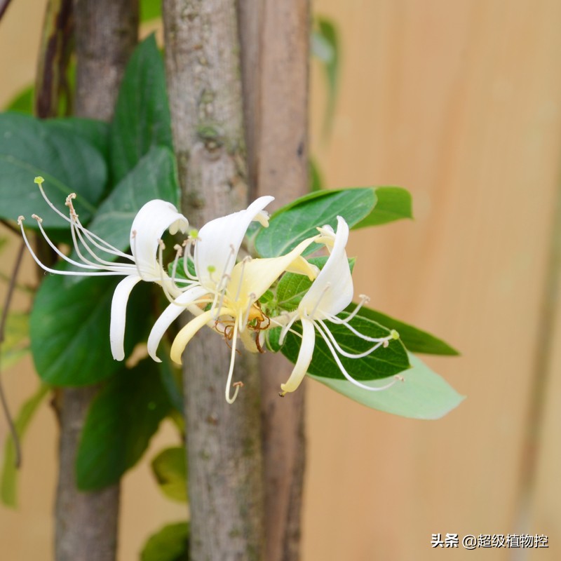 四季开花的香花植物,列举6种香花植物