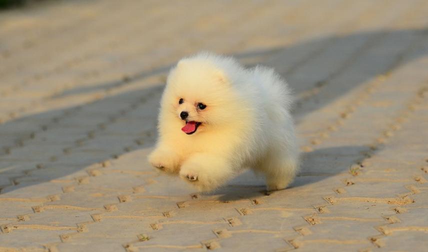 狗界无攻击性犬种哈士奇上榜,哈士奇在狗界中排名第几