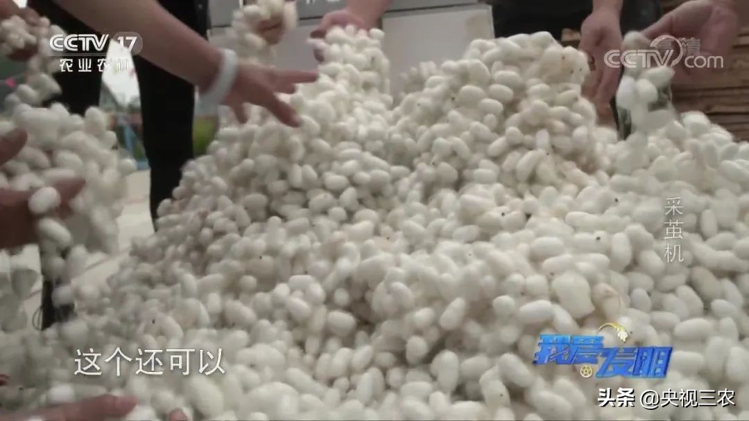 高效蚕茧脱茧机,养蚕取茧机器多少钱一台