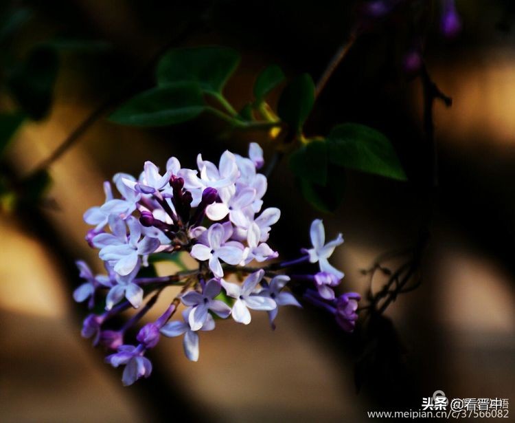 山西农大美丽的校园,山西农大校园风光