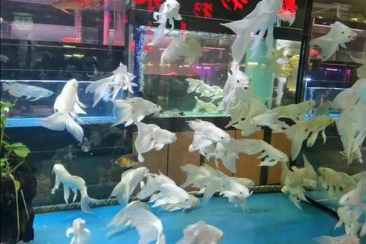 天津市中环花鸟鱼虫市场的位置,天津中环花鸟鱼虫市场现在开了吗