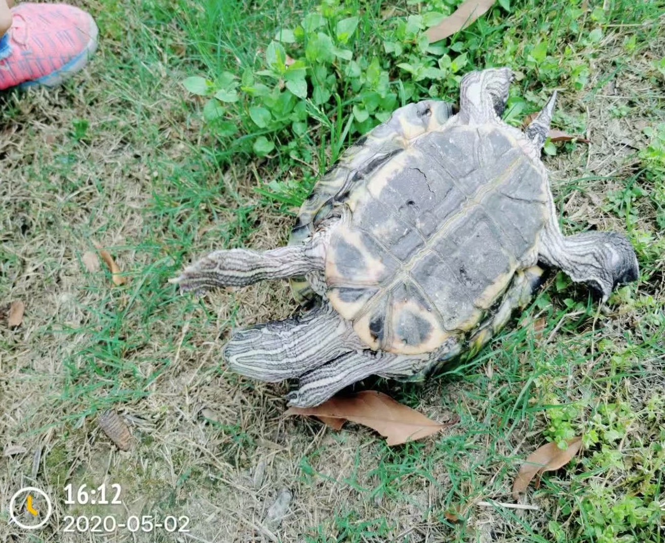 日本老人养一只大乌龟,养12年的大乌龟被找到