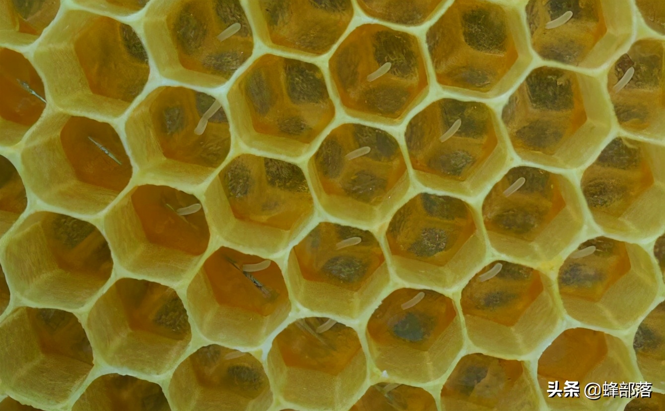 网上买只处女王，不断抓采集蜂来合并能养活吗？算一算就知道了