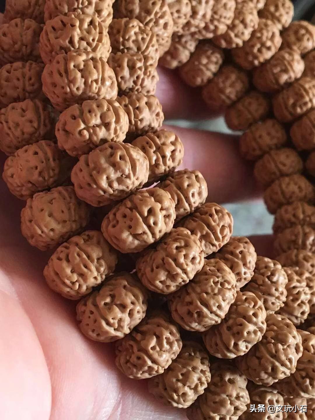 金刚菩提入门知识,新手必备,掌握了三言两语就能让别人刮目!