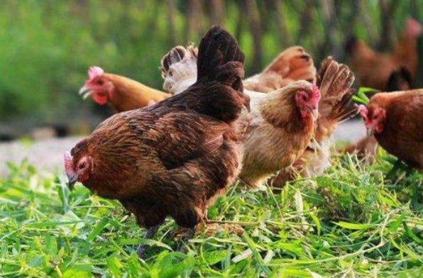 小伙搞蛋鸡养殖走上致富路,蛋鸡养殖致富商机