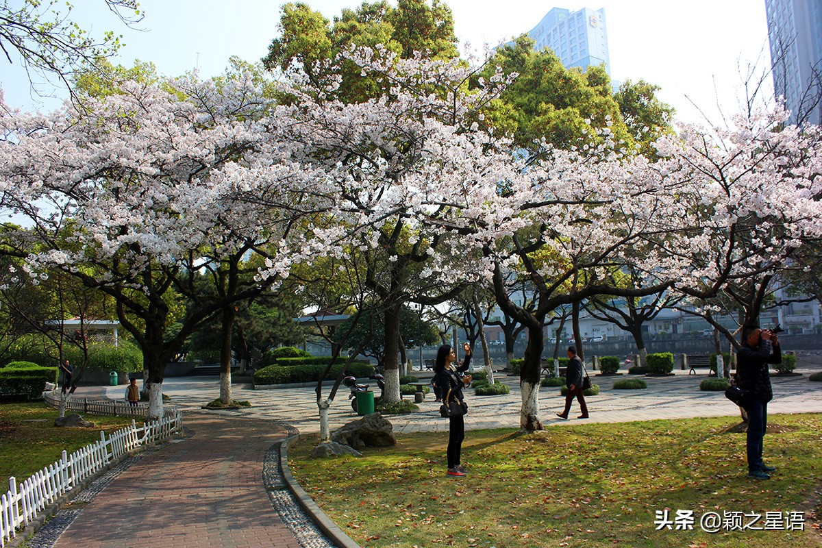 早樱烂漫,看樱花的地方樱花谷