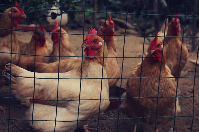 家乡的生态环境变迁的ppt,家乡的生态环境变化绘画