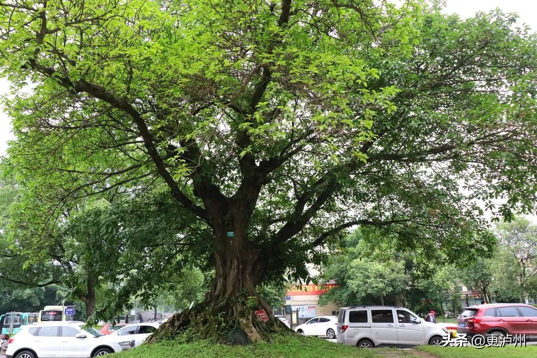 泸州罗汉场长江二桥,泸州罗汉场老街