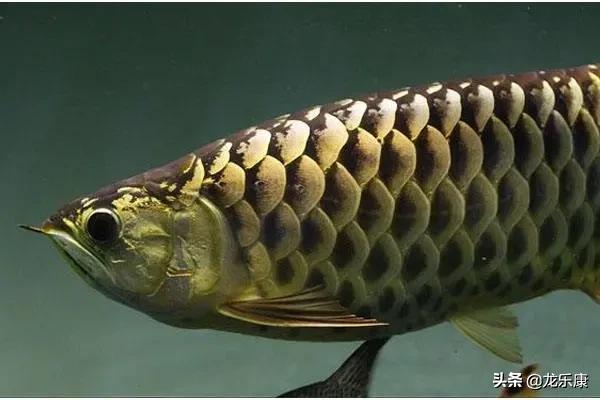 龙鱼基本知识,金龙鱼怎么分高背和过背