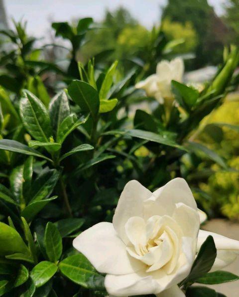 买到“黄泥”栀子花，这样处理，后期叶片不发黄，养好开花很简单