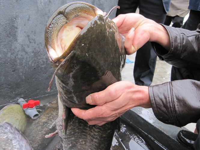 鱼线实用的五种,鱼线的选择技巧及注意事项