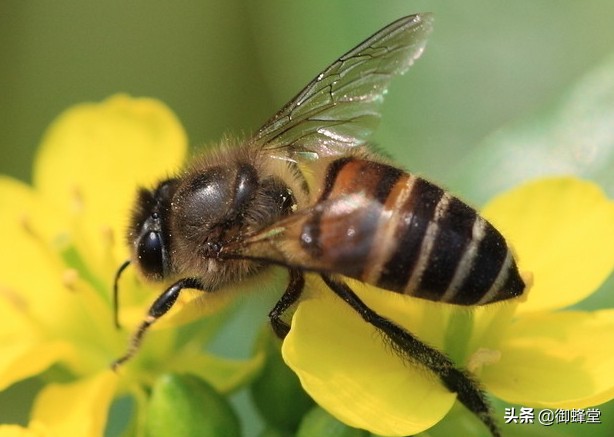 蜜蜂养殖技术防巢虫,蜜蜂养殖的基本知识视频