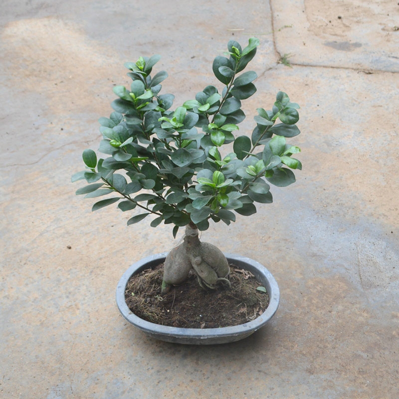 家里养人参榕树盆景好吗,人参榕盆景家里摆放位置