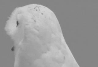 谁说避孕药只能避孕,它能治疗6种妇科疾病,包括痛经!