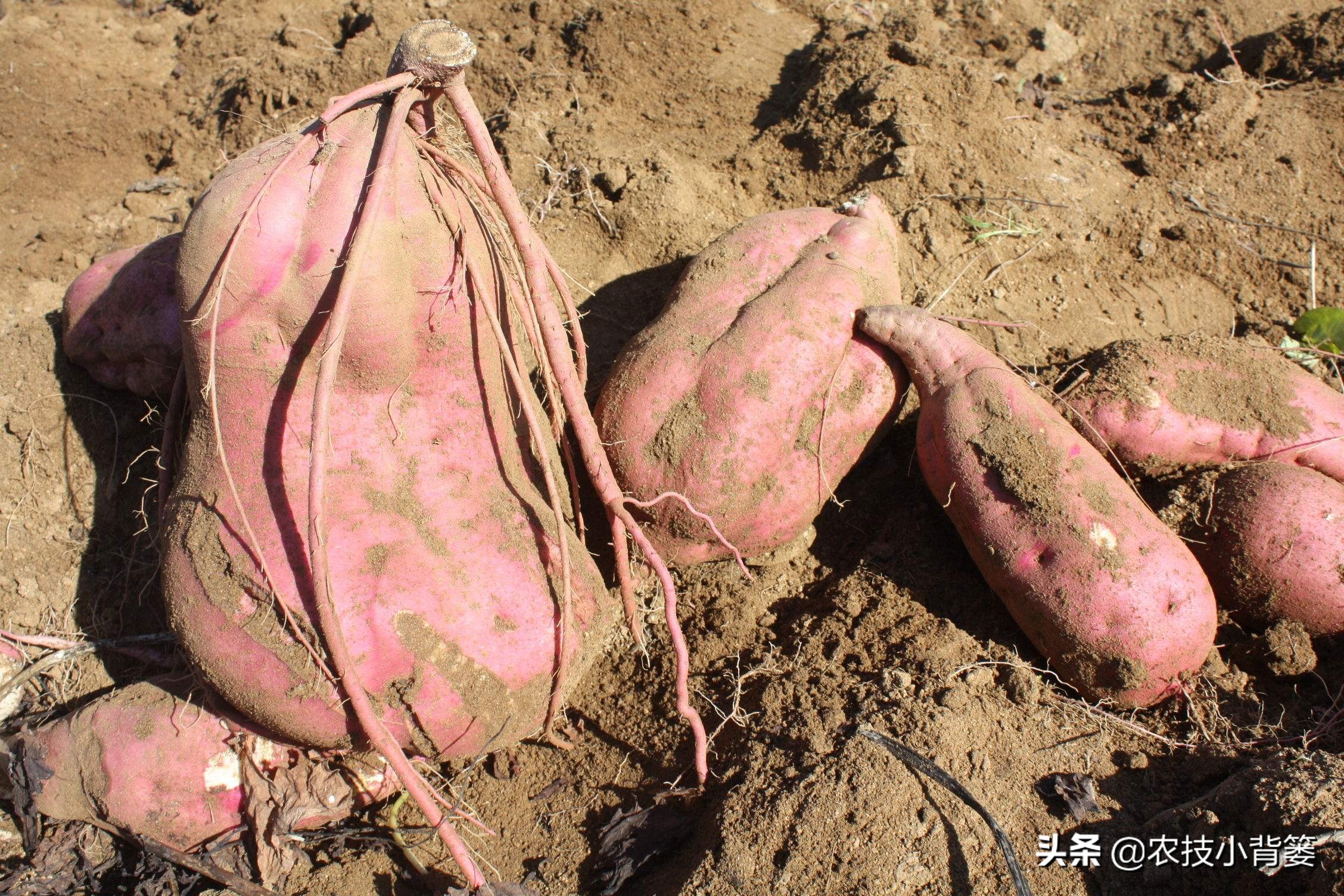 红薯控旺后秧子有什么变化,红薯高产控旺怎么办