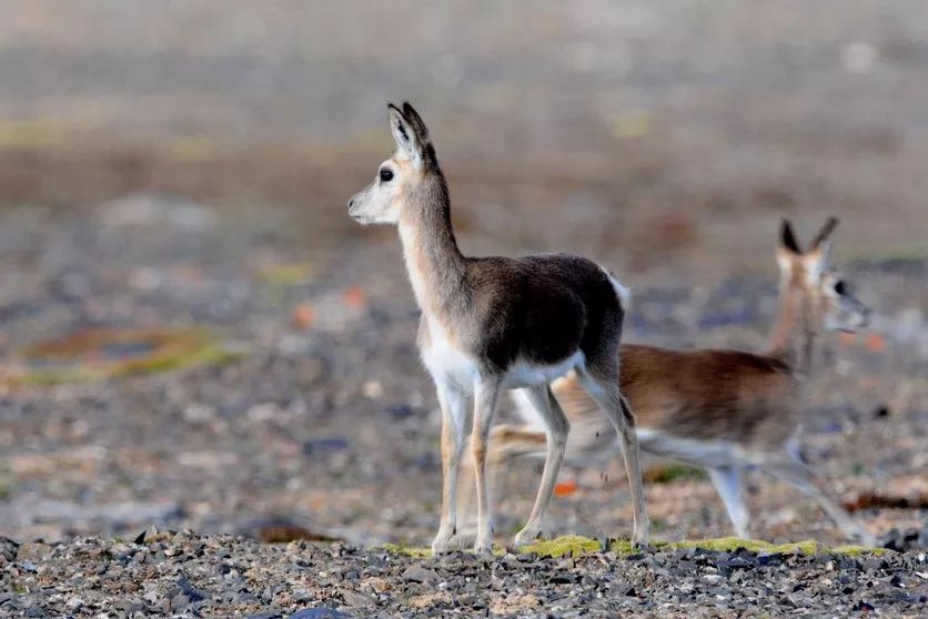 哈拉湖秘境,哈拉湖无人区游玩攻略