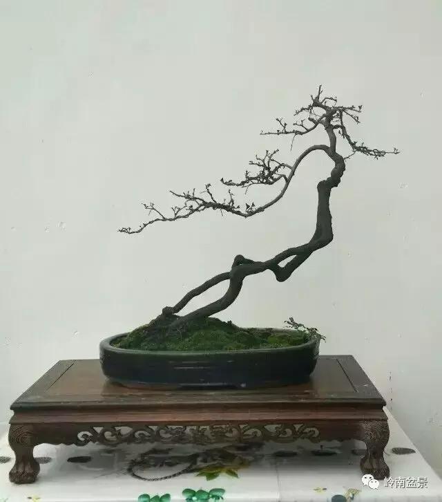 一盆盆景佳作究竟应该是怎样的,大师级盆景作品欣赏