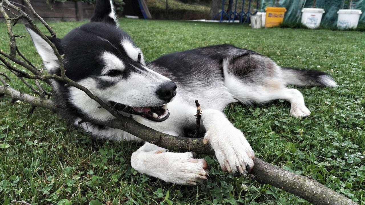 哈士奇无处安放的灵魂,哈士奇只想做个安静的美男子