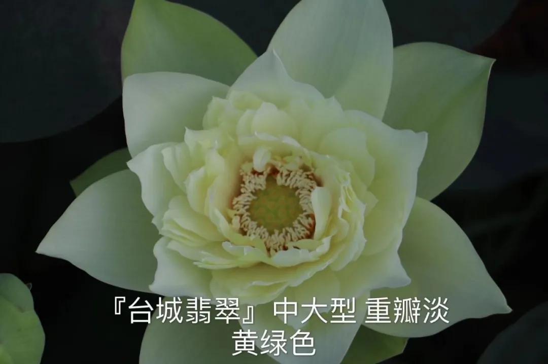 碗莲跟睡莲哪个适合鱼缸养鱼,睡莲和碗莲哪个适合在水缸养