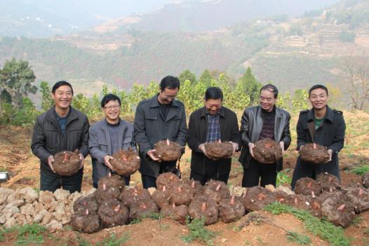 整个株都有毒,在我国已有3000多年历史,到国外竟是优质食材