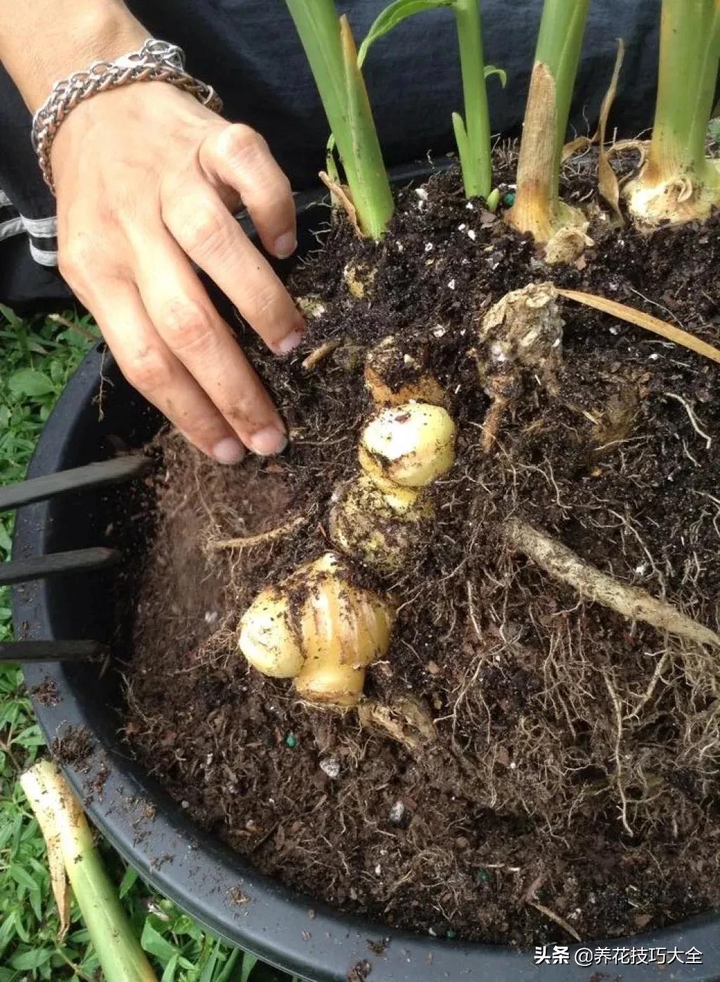 生姜的盆栽需要晒太阳吗,生姜怎么在室内盆栽