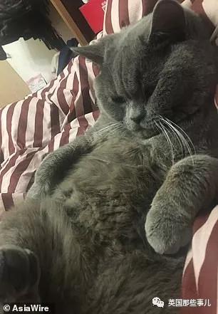 一晚啪了5只喵,累到在医院打点滴,这中国喵把英国人看傻了