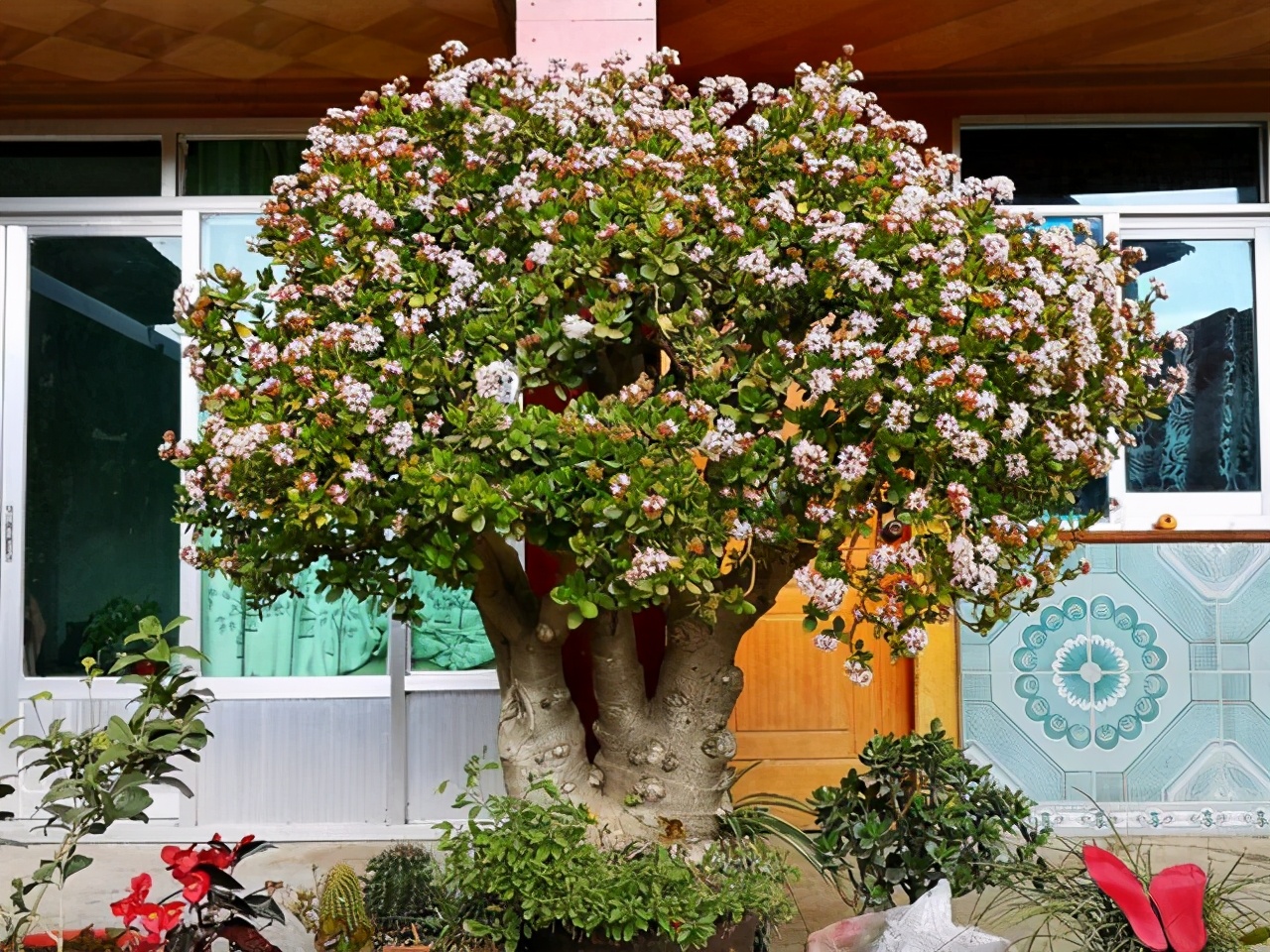 10种家里最旺宅的吉祥之花,10种最旺宅的吉祥之花