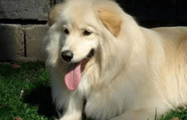 金毛晚上不睡觉怎么回事,如何教好金毛晚上休息