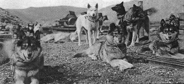 哈士奇拯救小镇,哈士奇拯救了一个村的人