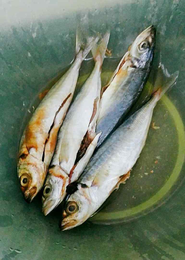 猫经常吃宠物火腿肠会怎么样,猫经常吃鱼内脏好不好