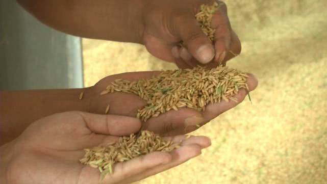 今年早稻收购价格怎样,早稻价格最新行情